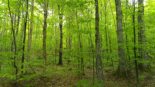The University of Vermont, Dartmouth College, and USDA Forest Service Northern Research Station have worked with partners to design and implement a silvicultural study for climate change adaptation in northern New Hampshire at Dartmouth College’s Second College Grant