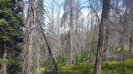 Shows bark beetle damage in Colorado State Forest