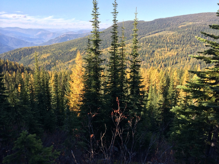 Western larch forest in Northern Montana 