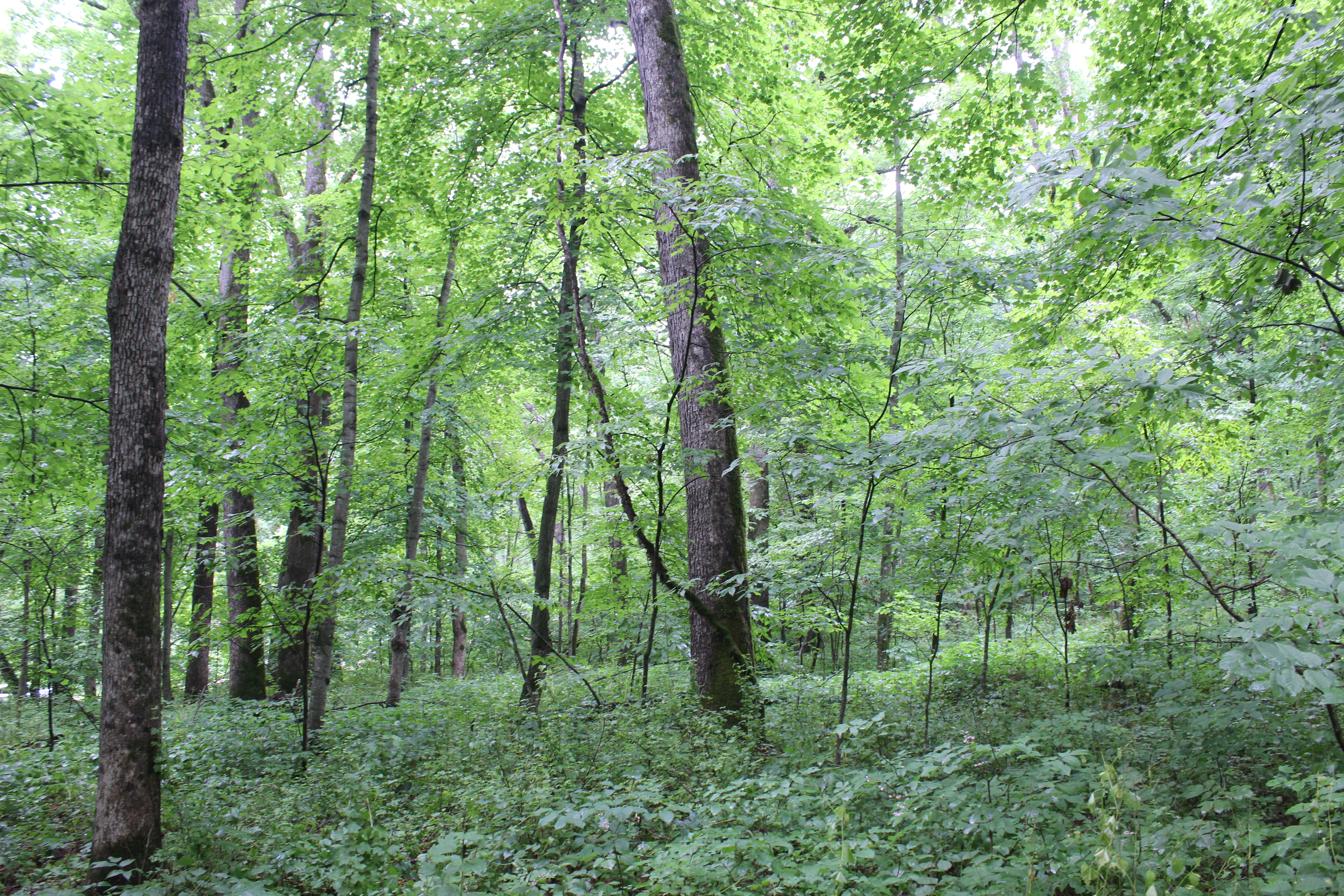 Dry-mesic forest in the Driftless Area ASCC site