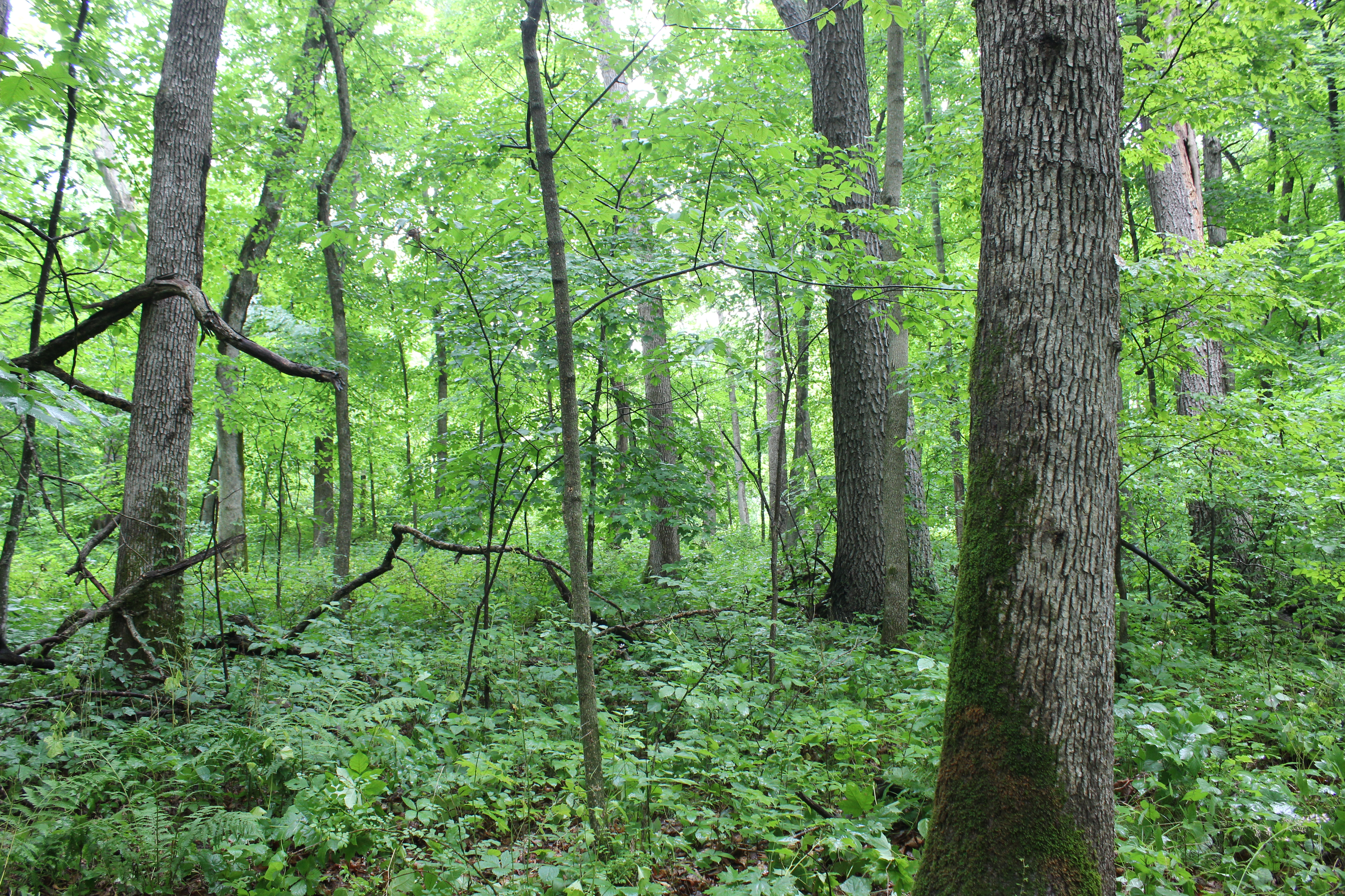 Dry mesic forest in the Driftless Area ASCC site