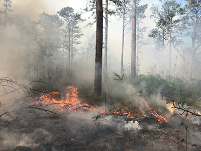 Prescribed fire in the ASCC Transition plot at The Jones Center; Photo Credit: Seth Bigelow, Joseph W. Jones Ecological Research Center at Ichauway